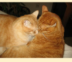 Kitties mailchimp